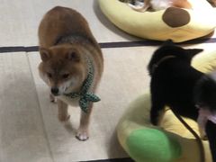 -逗柴咖啡屋·狗咖猫咖宠物桌游
