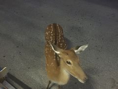 -清迈夜间动物园