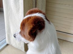 -乐派堂宠物医院·猫友好· 心脏科(东街店)