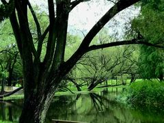 -上海共青森林公园