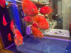 -小吊梨汤·北京菜·烤鸭(清河万象汇店)