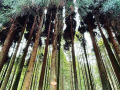 -武陵山森林公园