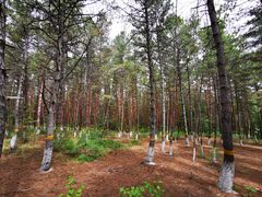 -帽儿山国家森林公园