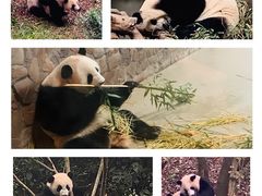 -成都大熊猫繁育研究基地