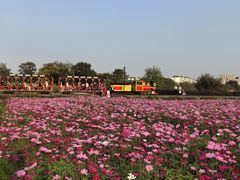 -径山花海