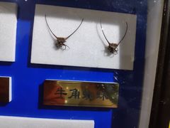 -上海昆虫博物馆
