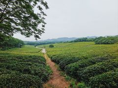 -宜兴龙背山森林公园