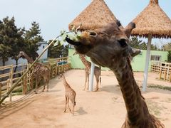 -西霞口神雕山野生动物世界