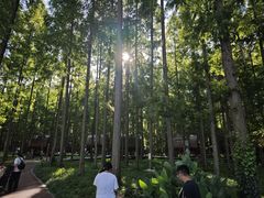 -黄海国家森林公园