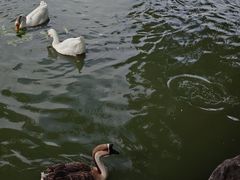 -团结湖公园