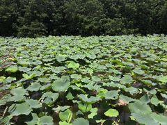 -大湾区中央湿地公园