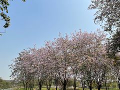-海珠湖公园