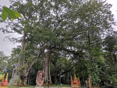 -瑞丽独树成林风景区