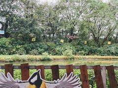 -广州长隆飞鸟乐园