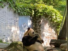 -都江堰中华大熊猫苑