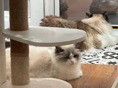 -青奢宠物·青奢猫舍