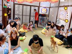 -逗柴咖啡屋·狗咖猫咖宠物桌游