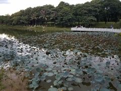 -东莞植物园