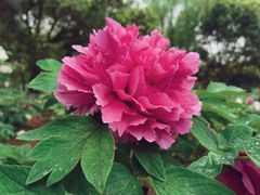 -尚湖风景区