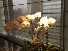 -香港尖沙咀凯悦酒店