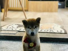 -柴迷FANS CLUB·柴犬狗咖·猫咖