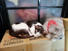 -猫色咖啡·猫咖