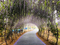 -大塘金香草谷