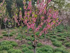 -上海市龙华烈士陵园