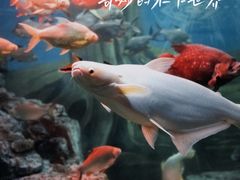 -上海海洋水族馆