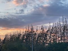 -上海长兴岛郊野公园