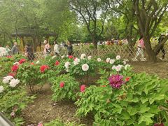 -黑龙江省森林植物园