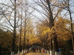 -八大关景区