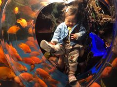 -芜湖新华联大白鲸海洋公园