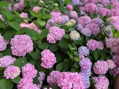 -上海滨江森林公园