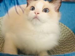 -Bastet sally猫舍购宠(静安店)