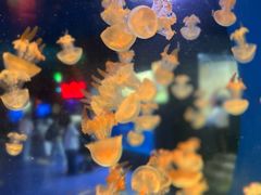 -太平洋海底世界