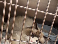 -瑞派康怡24h宠物医院·犬猫医疗中心·微创绝育(瑞景分院)
