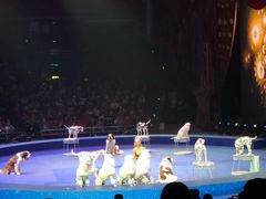 -珠海横琴长隆《卡卡虎奇遇记》