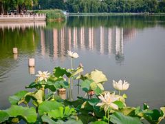 -莲花池公园