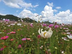 -龙里油画大草原旅游区