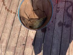 -酷鱼垂钓CLUB(朝阳区博大路店 )