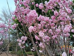 -天适樱花悠乐园