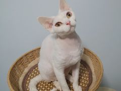 -北京赛佳动物医院