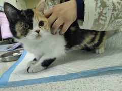 -天宠宠物医院24小时·急重症诊疗中心·全科·腔镜特色(和平分院)