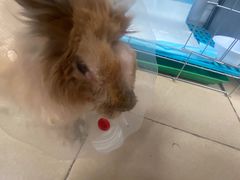 -爱诺耐芙动物医院(万博店)