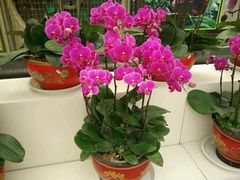 -兰陵国家农业公园