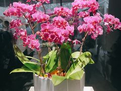 -上海辰山植物园