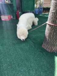 -萌宠亲子动物乐园(槐房万达店)