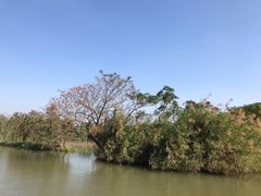 -大湾区中央湿地公园
