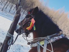 -亚布力新体委滑雪场